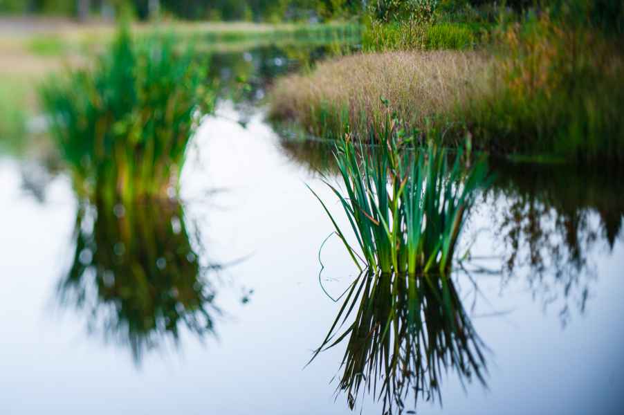 Grønn refleksjon
