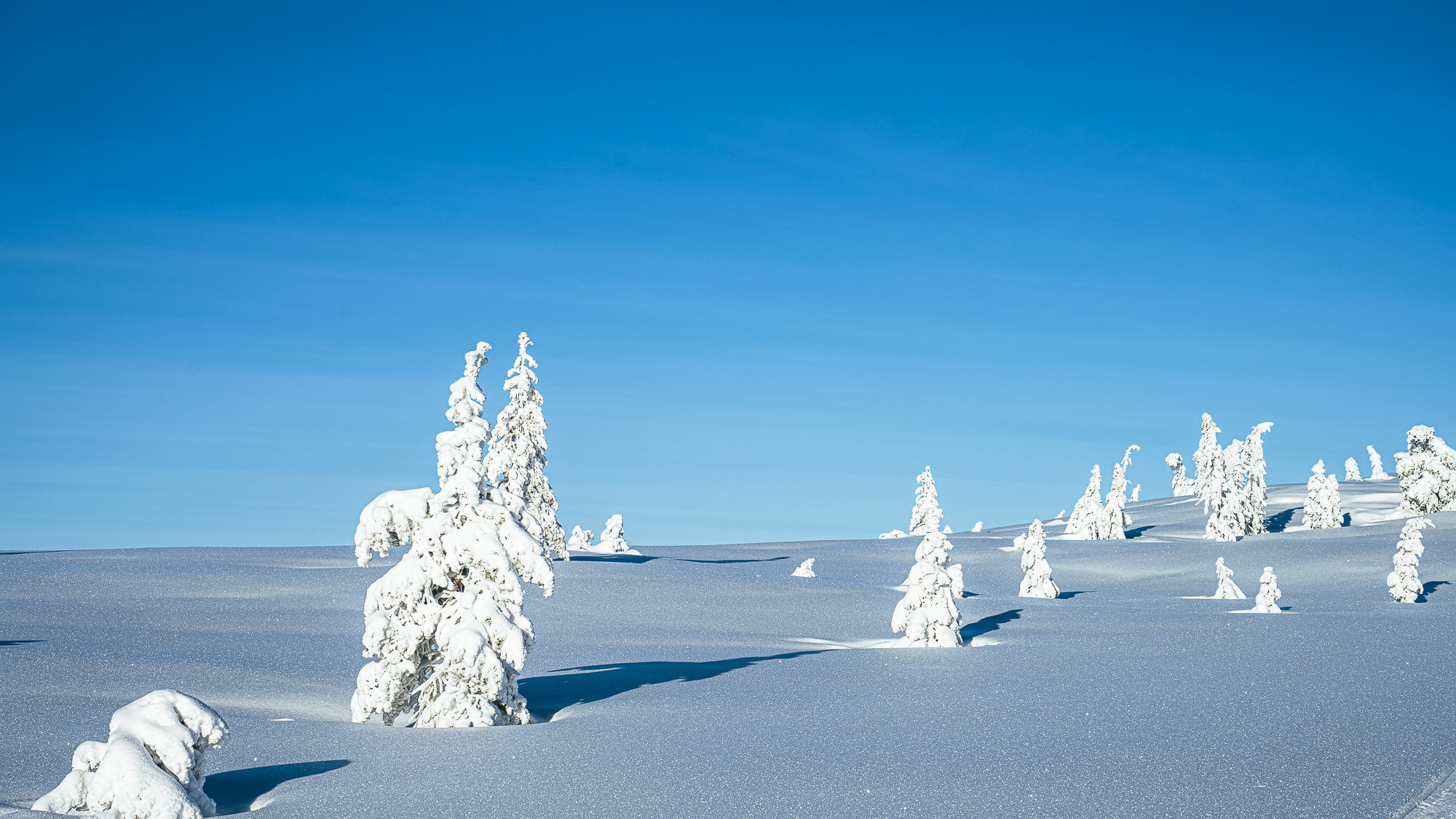 Skrim vinter på Høgstøle